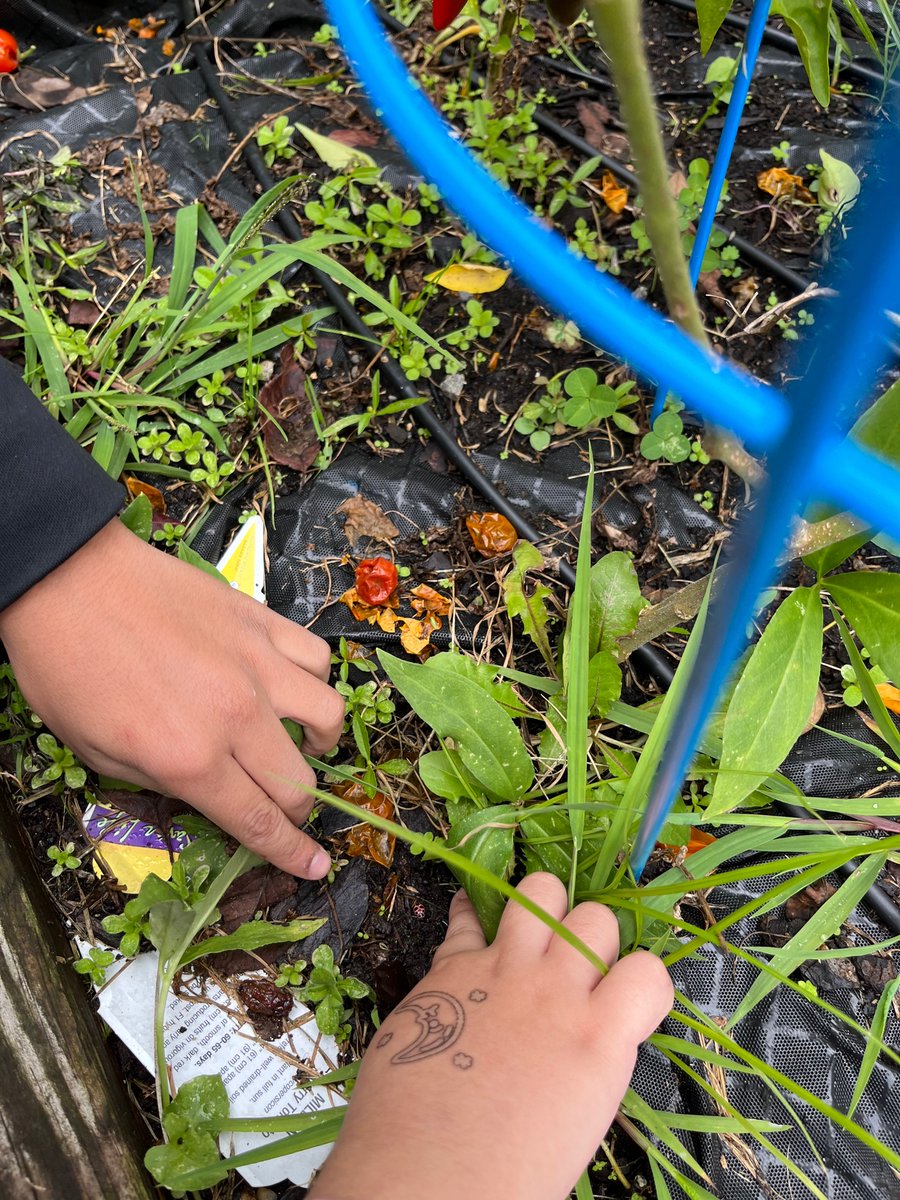 Bittersweet celebration yesterday as we released our ladybugs. We enjoyed observing them!