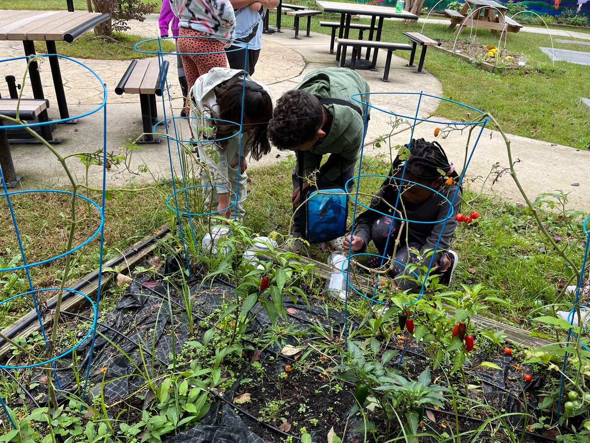 ElizabethDCruz3's tweet photo. Bittersweet celebration yesterday as we released our ladybugs. We enjoyed observing them! https://t.co/07bI3E7OoF