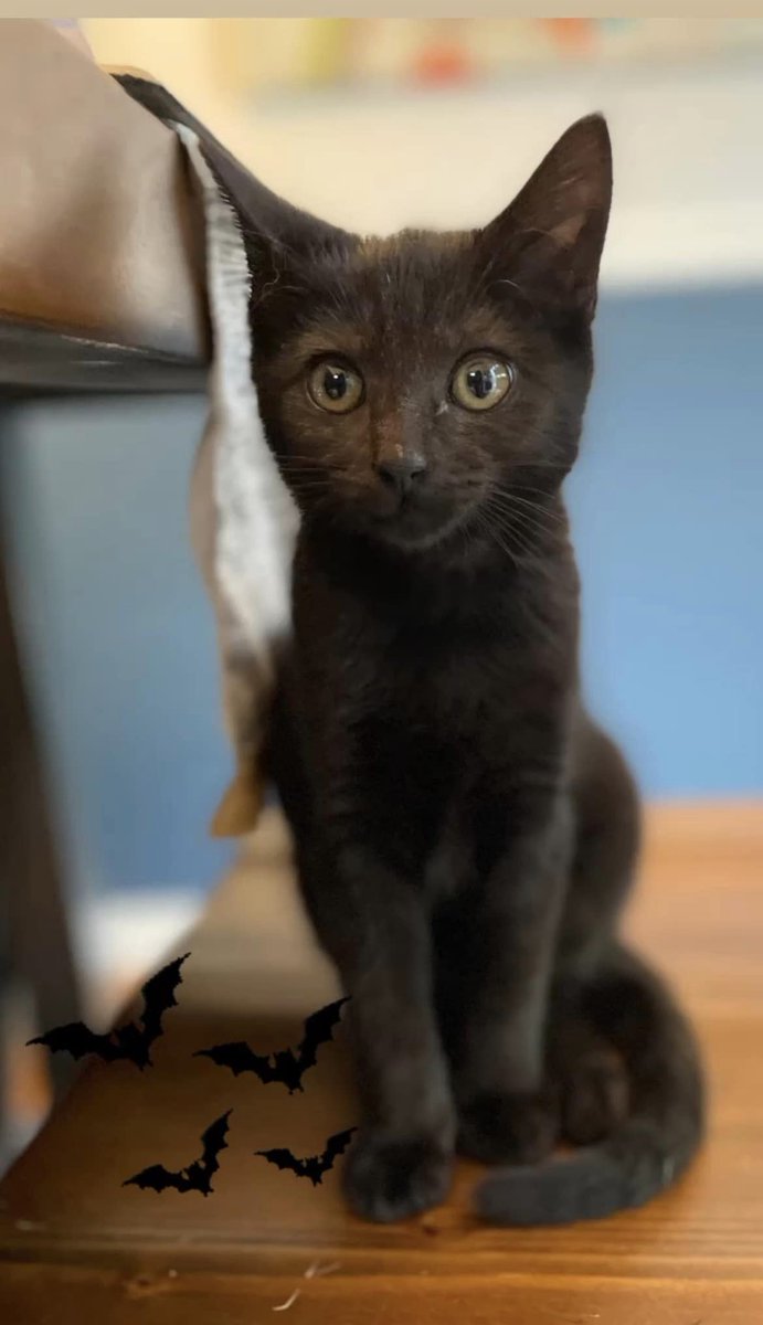 PSPCA's tweet photo. Meet Porter, an inspiring kitten in search of a family!

As a very young kitten, Porter had a parasite which resulted in him having trouble knowing when to poop in the litter box. He uses the litter box to pee 100% of the time. 

Reach out to adoptions@pspca.org to learn more! https://t.co/axb5ZakUJu