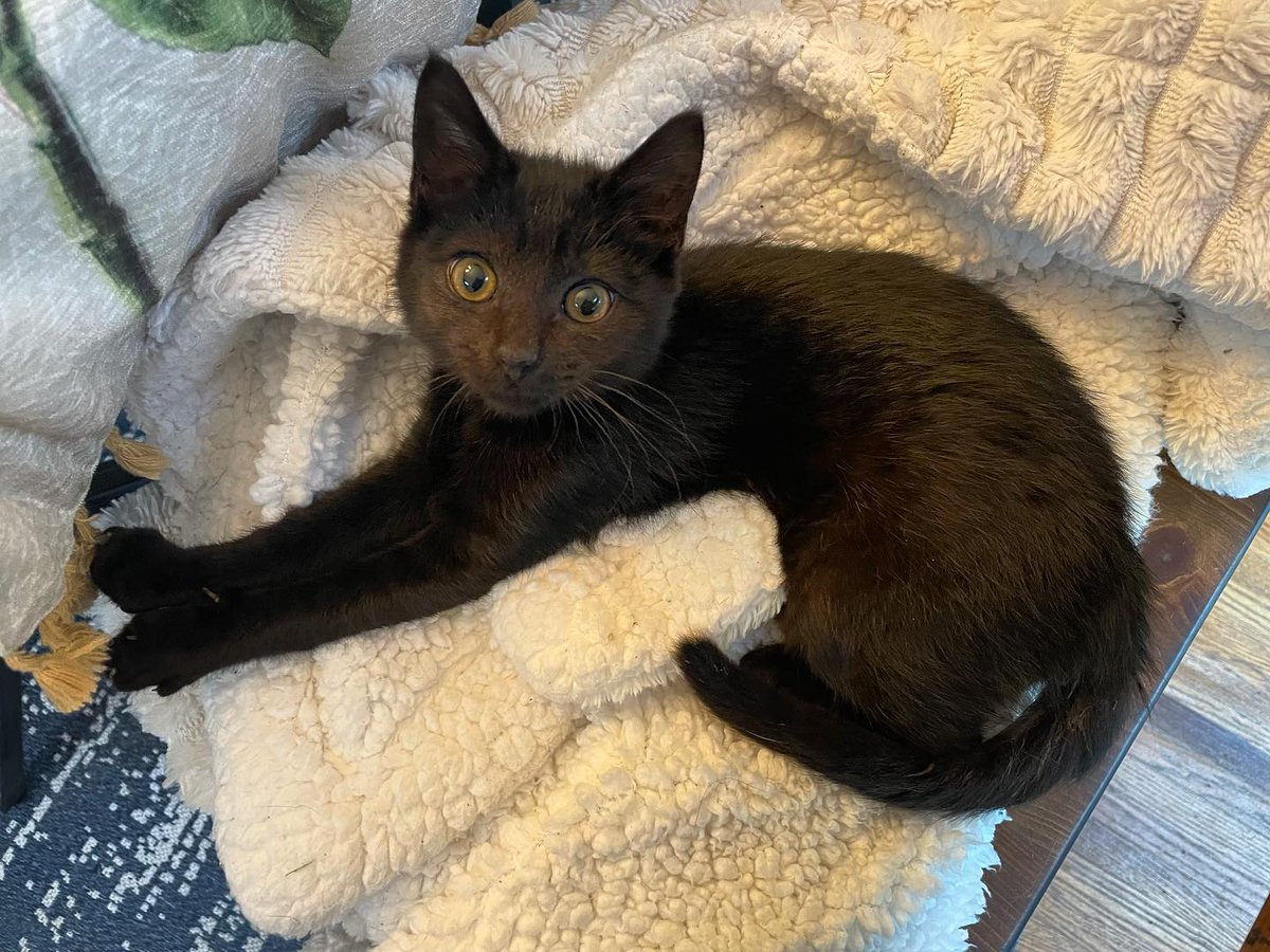 PSPCA's tweet photo. Meet Porter, an inspiring kitten in search of a family!

As a very young kitten, Porter had a parasite which resulted in him having trouble knowing when to poop in the litter box. He uses the litter box to pee 100% of the time. 

Reach out to adoptions@pspca.org to learn more! https://t.co/axb5ZakUJu