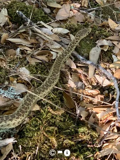 Here’s to a wonderful #WildlifeWednesday! This week we celebrate the Pacific Gopher Snake.This snake eats mammals, birds, and eggs.The Gopher snake is good for the ecosystem, because it is hunted and becomes food for foxes, hawks and coyotes. What a great Pacific Gopher Snake!