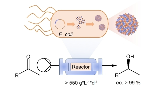 Intracellular Assembly of Interacting Enzymes Yields Highly-Active Nanoparticles for Flow Biocatalysis (Niemeyer et al.) <a href="/NiemeyerLab/">Niemeyer-Lab</a> <a href="/RabeKersten/">Kersten Rabe</a> #openaccess thanks to #projektDEAL onlinelibrary.wiley.com/doi/10.1002/ch…