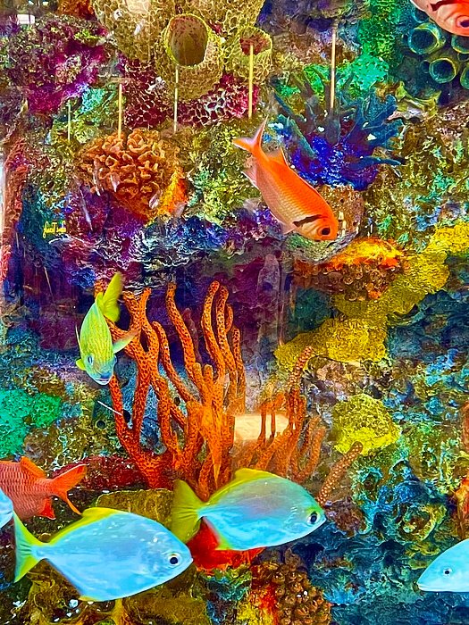 SabalaKing's tweet photo. New artwork for sale! - "Aquatic adventures " - https://t.co/4cIjNBYQKy @fineartamerica https://t.co/upMLDX552N
