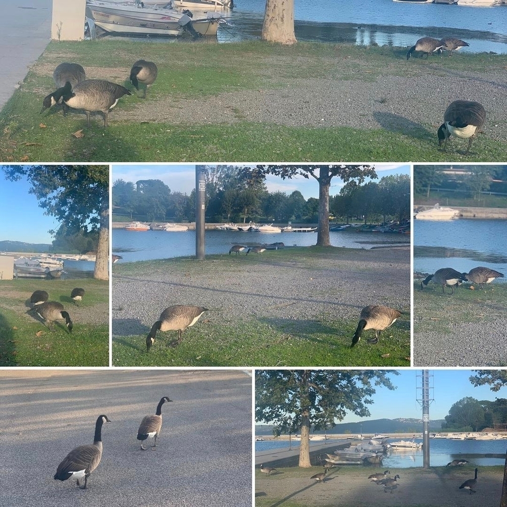 bolsenalake's tweet photo. Repost from @ntinacinesina88 
💚 🦆💙 #duck #illagodibolsena #lagodibolsena #bolsenalake #tuscia #italy #Italia 🇮🇹 https://t.co/dOBtRSM5Ts https://t.co/r9pmDhYQhn