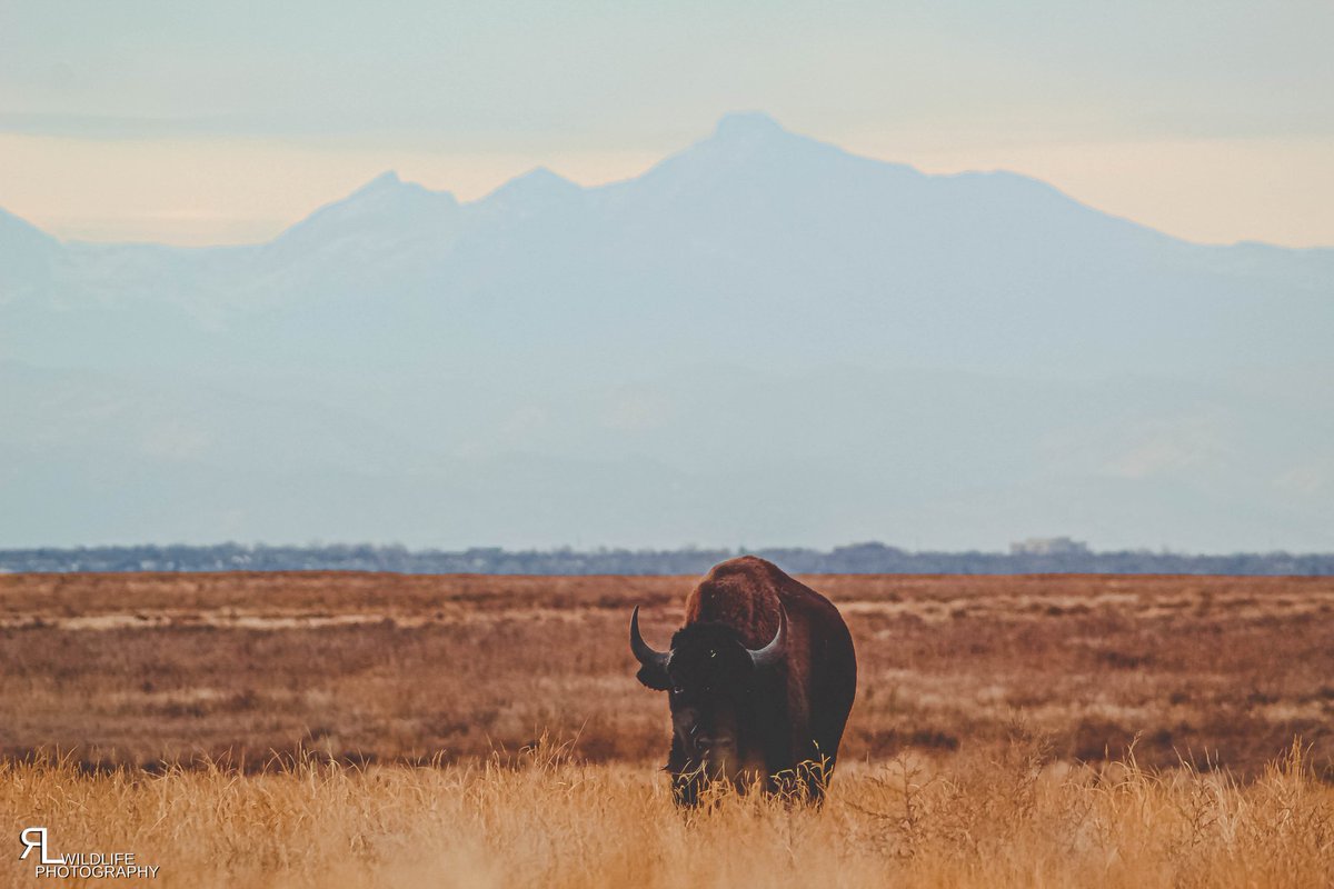 ronlphotos's tweet photo. Loner
#wildlifephotograpy #wildlifephotographer #wildcolorado
#bisonlivesmatter #bisonofinstagram #bison #greatplainsconservation #oldwest #beastmode #greatplainsbison #photographylovers #photographer #photography #coloradophotography #canon #canonwildlifephotography #canonusa https://t.co/cXClXAN2Tv