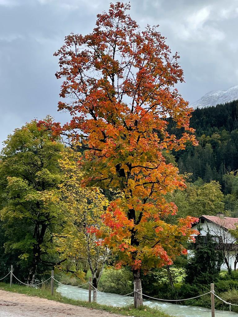 Innogreen2007's tweet photo. Elk jaar weer ben ik onder de indruk van de kleurverandering en kleurschakering die de boom ondergaat in de herfst, en dit is nog maar het begin… #Innogreen #herfst https://t.co/6NlPmbJB6r