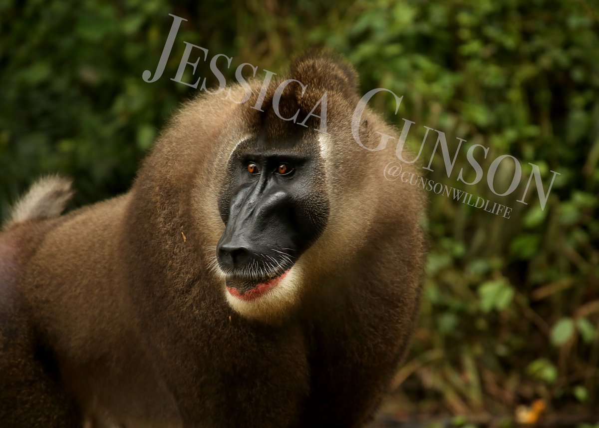 Jessica Gunson (@gunsonwildlife) on Twitter photo As promised, a thread of photos and fun facts about the incredible drill monkey (Mandrillus leucophaeus) that I have the privilege of researching. All photos are mine. #scicomm  (1/11) As promised, a thread of photos and fun facts about the incredible drill monkey (Mandrillus leucophaeus) that I have the privilege of researching. All photos are mine. #scicomm  (1/11)
