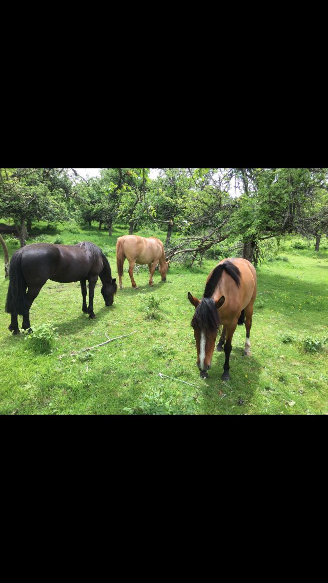 juanbilliard's tweet image. Robaron esas yeguas inscritas en loncotoro