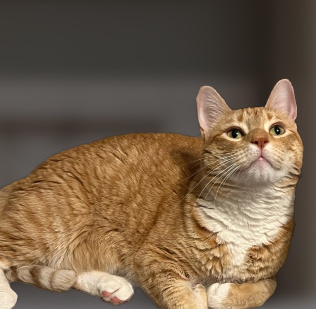 Jorts (and Jean) tweet media