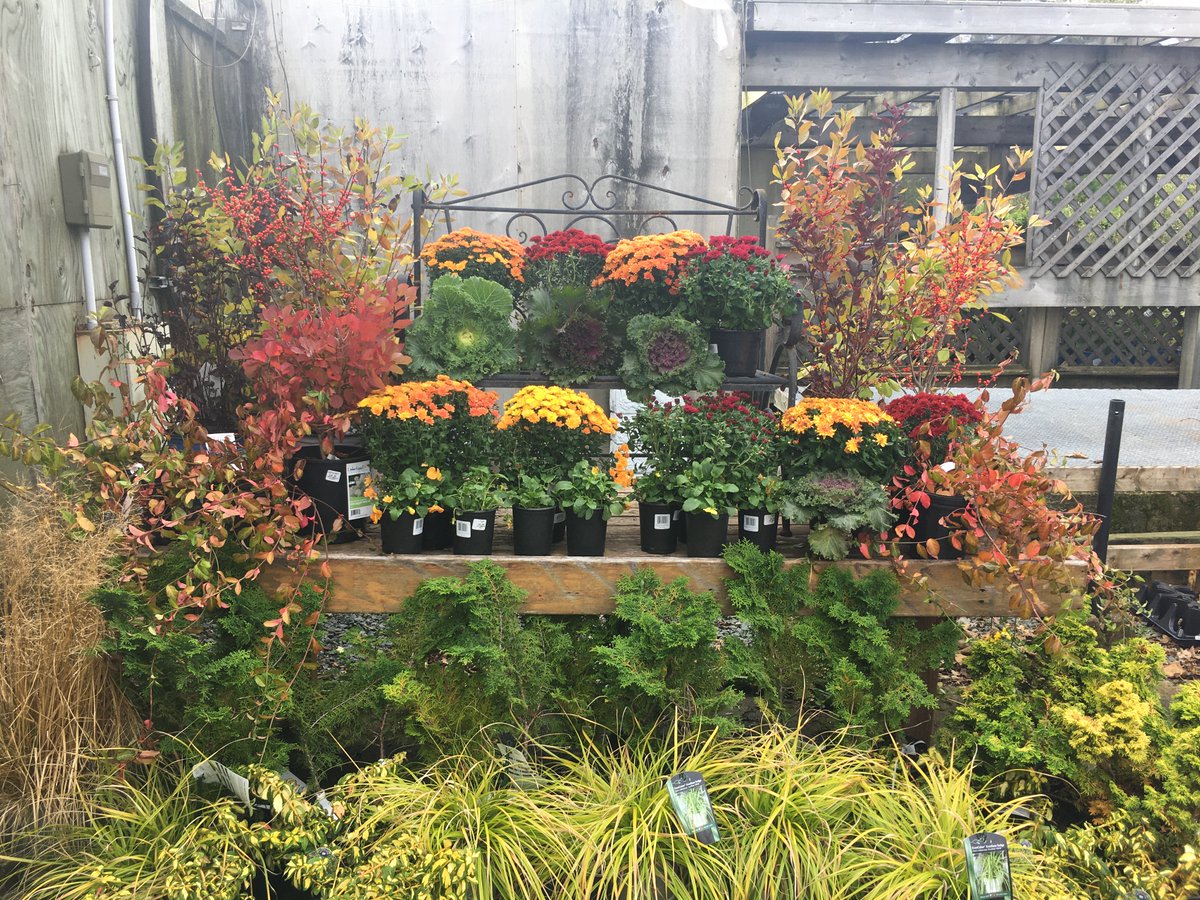 Heads up folks! We just received a new shipment of locally grown Fall Mums. Just in time for Thanksgiving! 
Fall Mums 25% off
Flowering Cabbage and Kale 25% off 
Pansies 25% off
We also have straw bales for $19.99 
AND all nursery stock is 25-30% off!
Come and get them!