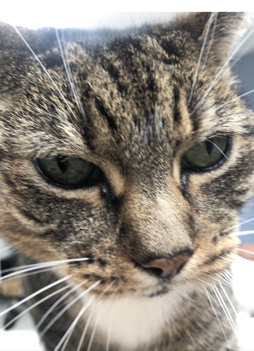 Are you listening to me Mummy? It’s #WhiskersWednesday and I think you should include a picture of me.