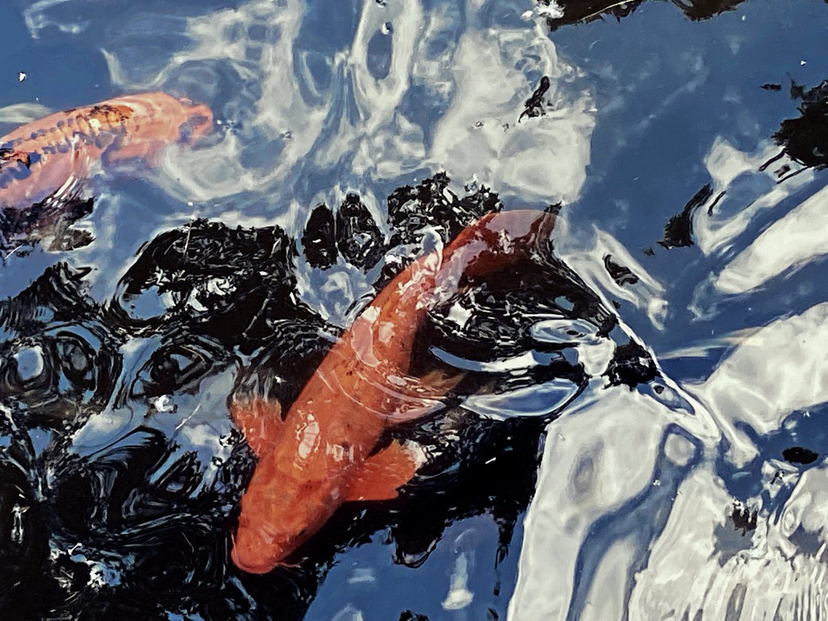 o_studios33's tweet photo. Kois Keep / Creatures Great and Small
#fish #koi #photography #art #artist https://t.co/tmzOOjQc6h