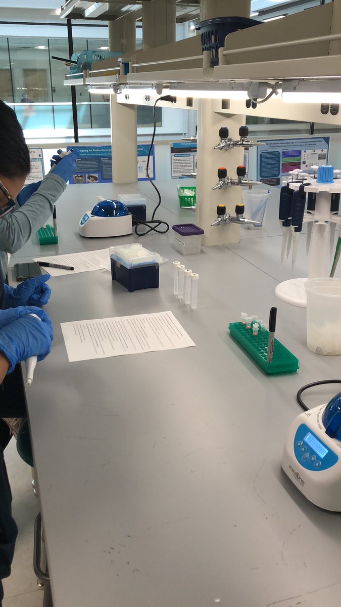 @kuhnbobio (@kuhnbobio) on Twitter photo DNA Club team looking at how male wasp age affects Wolbachia CI extracting some wasp DNA. <a href="/WolbachiaProj/">Discover the Microbes Within! Wolbachia Project</a> <a href="/JediShropshire/">J. Dylan Shropshire</a> <a href="/IAFultonSchools/">FCS Innovation Academy</a> DNA Club team looking at how male wasp age affects Wolbachia CI extracting some wasp DNA. <a href="/WolbachiaProj/">Discover the Microbes Within! Wolbachia Project</a> <a href="/JediShropshire/">J. Dylan Shropshire</a> <a href="/IAFultonSchools/">FCS Innovation Academy</a>