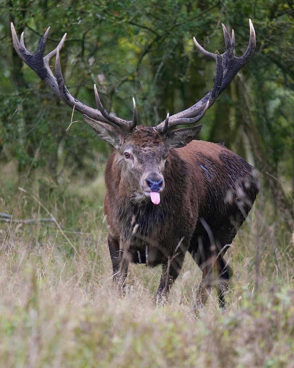 Few more decent shots of the stag. Need to go back.