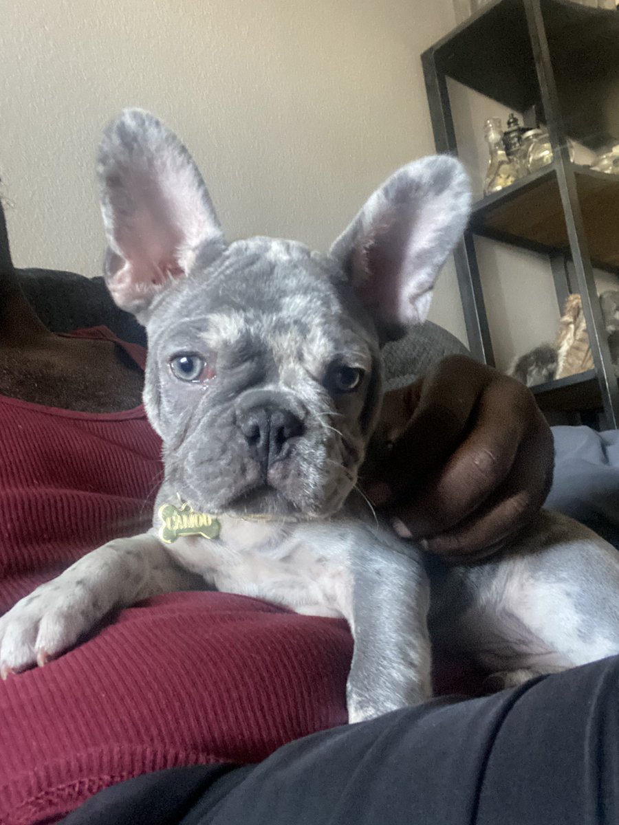 SnakeGodPhotos's tweet photo. In Vegas and look who I got to hang out with, my friend @krkbodypiercing new puppy #Camou 🤗🐶 how can he be this cute 🥰 https://t.co/wlNZytYk20