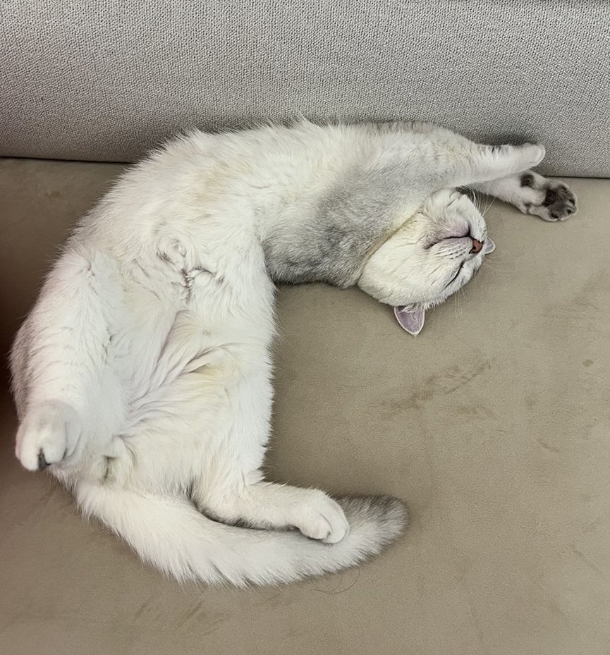 sol.vanilla tweet media