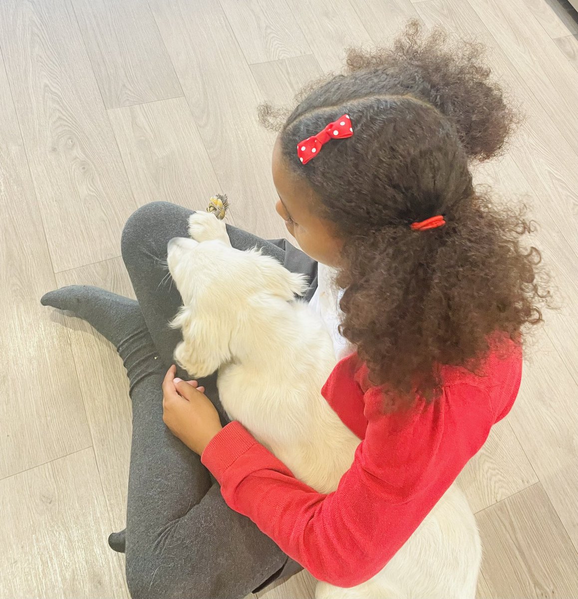 OurAdventures10's tweet photo. Thank you to all the staff and children at @monksabbey who were so kind and caring to D when she hurt herself this afternoon. We are so lucky to have such a lovely school! She made it home in one piece &amp; is feeling much better after some medicine and Holly puppy cuddles. https://t.co/5q3RaJujzn