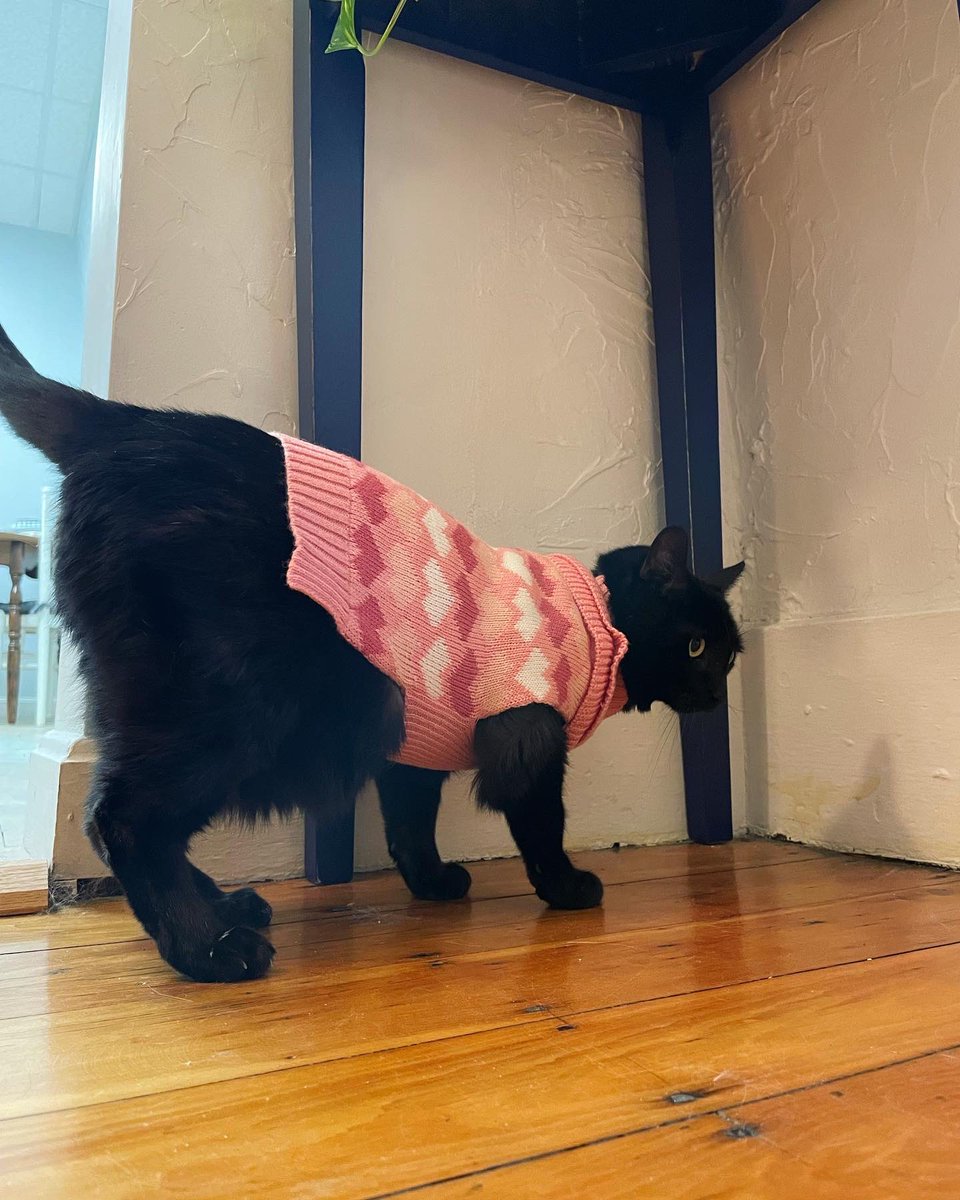 thee people wanted more sweatér pics here eet ees donot be blinded by mimís beauty 💅 

#sweaterweather #catsinclothes #spookyseason #blackcats #cutecats #catstagram #catstagramcat #instagramcat #cutekitty #themeemster #CatsOfTwitter