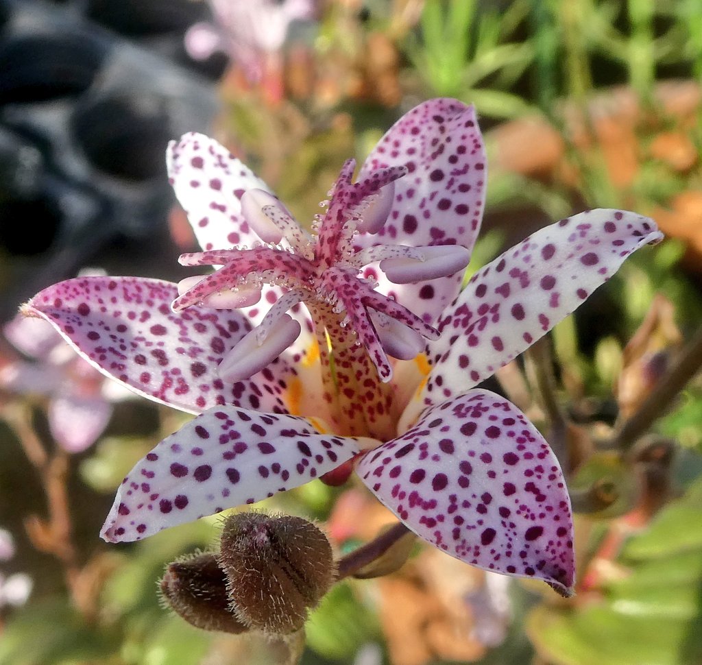 natepix1's tweet photo. Spotted the stunningly beautifull Toad Lilies in John's garden over the weekend 🌸🐸🌸
#flowers #gardening #flowerhunting https://t.co/PtPgCQNK3F