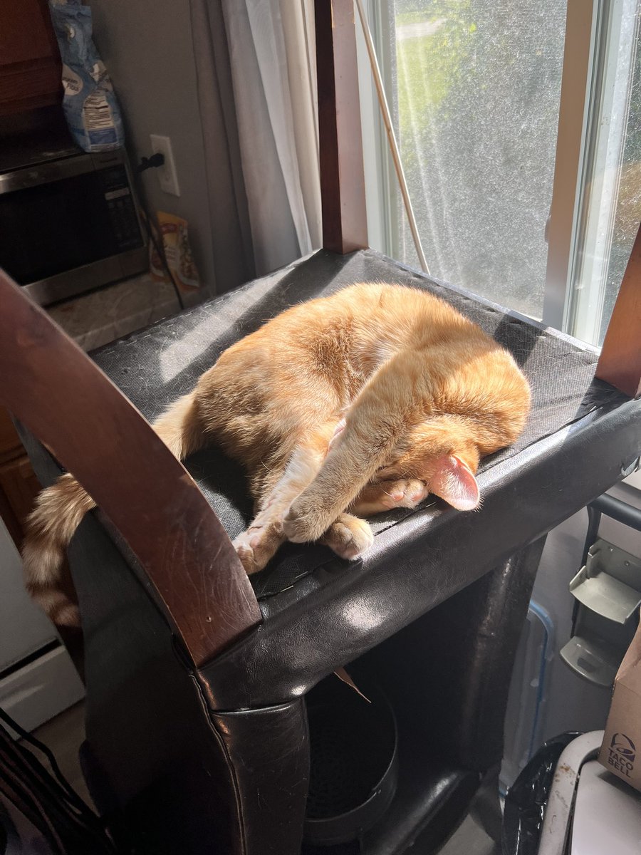 Redeyesluster_'s tweet photo. Cheeto is resting up for tonight https://t.co/nl3ppz9Jak