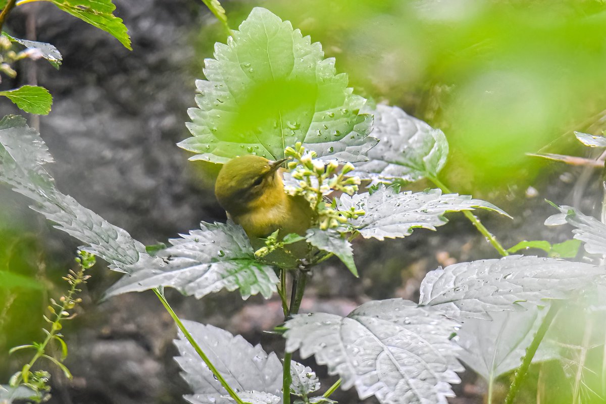 gigi_nyc's tweet image. A Tennessee warbler foraging in the drizzle. Hope it found lots to eat! #tennesseewarbler #birdwatching