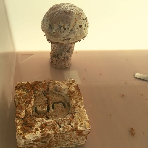 Dinaconference's tweet photo. Dreamspacer Cris Silva collaborated with Pramodya Saumyamali (Pramo), Brian Huang and Tali to create the mushroom mushroom lamp using grown mycelium 
https://t.co/rOvsvDyStP https://t.co/WYyxmHvTDI