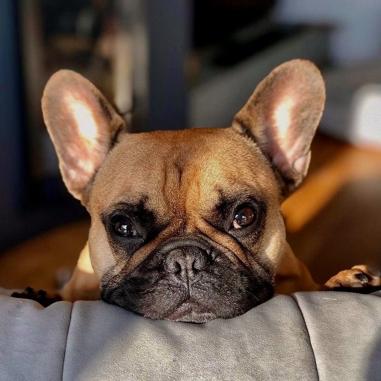 Watcha doing?
#bulldogfrances #frenchbulldogs #frenchiephotos #frenchbully #thefrenchiepost #instafrenchie