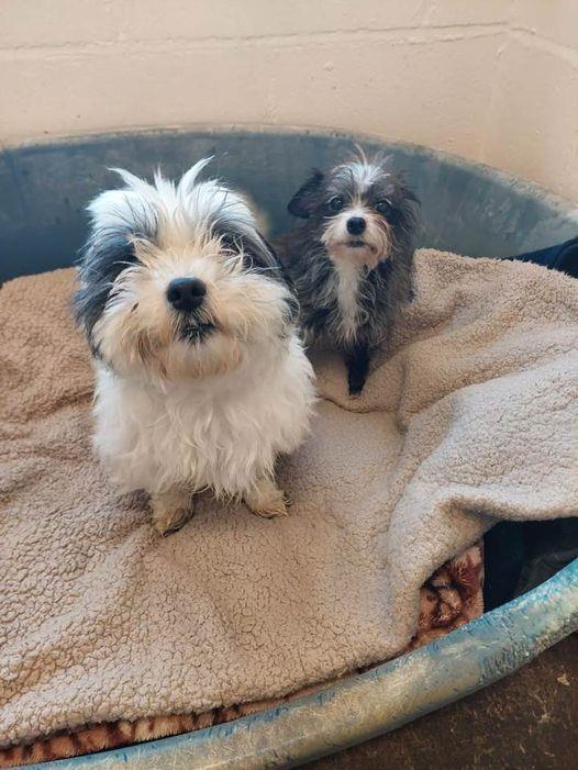 Please retweet to help Teddy and Tommy find a home together #LANCASHIRE #UK 

BONDED PAIR, both aged about 11, they enjoy their walks and have lived around children. 
Please see full details and contact the shelter for more info👇
bleakholt.org/lancashire-ani…
#Shihtzu  #Chihuahua
