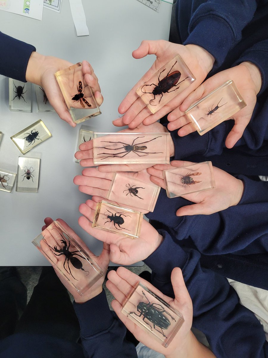 Year 4 has been learning about different ways to classify and identify invertebrates for our 'Living things and their habitats' topic. The creepy crawlies were very apt with Halloween soon approaching! #hha #hhascience #hhay4 #education #science <a href="/hartsholmeacad/">Hartsholme Academy</a> <a href="/HarbourLearning/">Harbour Learning Trust</a>