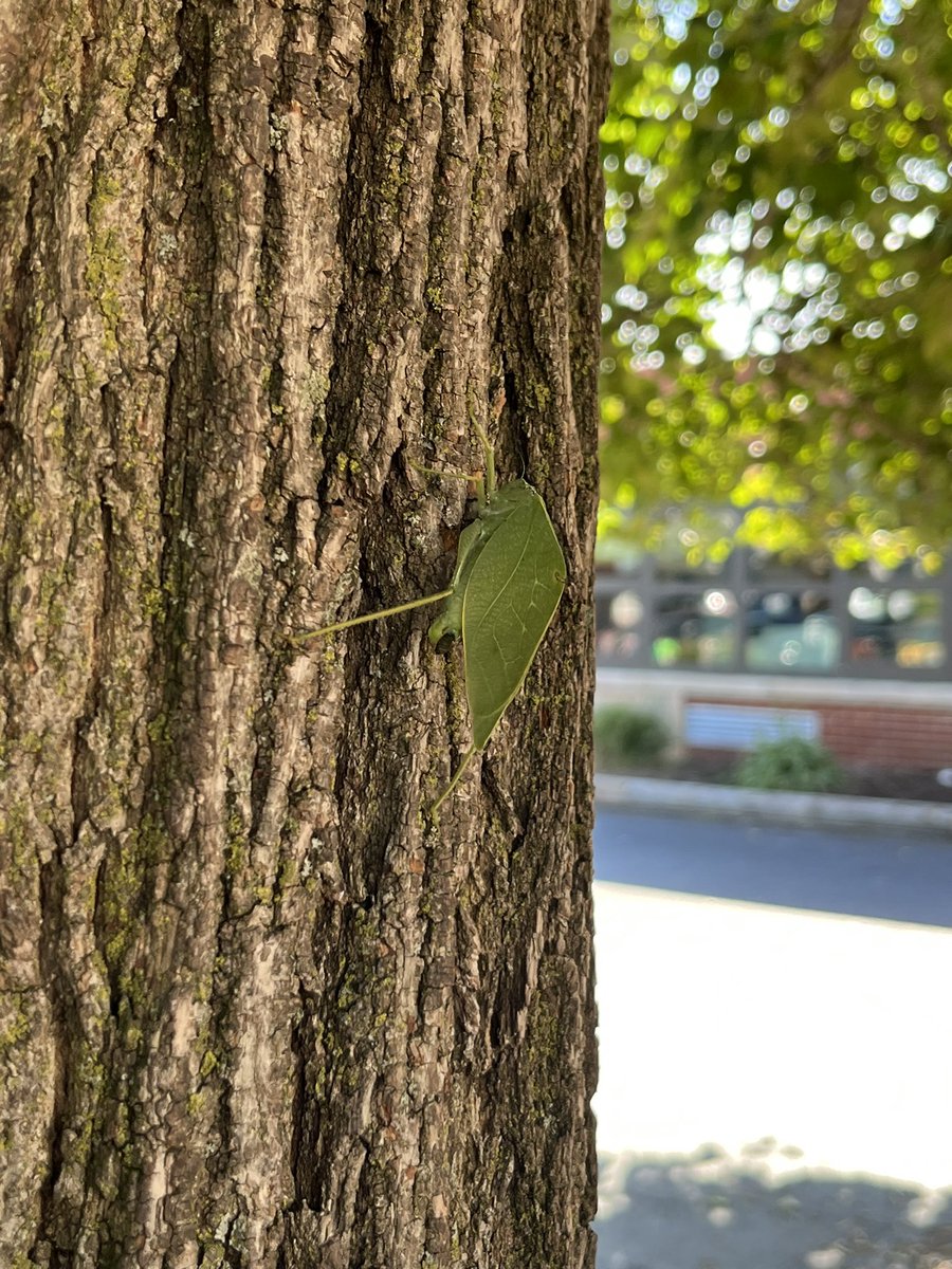 lbothwell76's tweet photo. What did we find?  A green leaf bug on wear Green Day!  #winfield34 #liverawareness https://t.co/oKasV10bLS