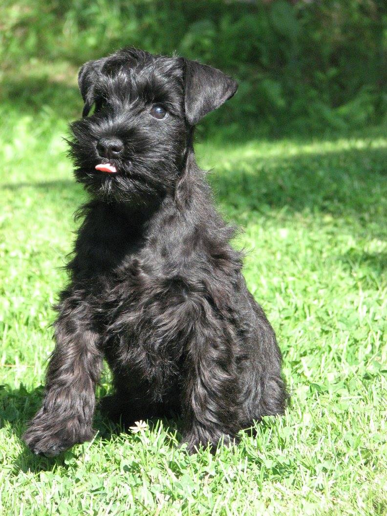 AMSC_schnauzer's tweet photo. Late to upload this gorgeous beauty today so she hopes you still see her and it makes you smile!  She is adorable!!  #dogs #dogsoftwitter #Schnauzer #SchnauzerGang #puppy #puppylove https://t.co/V1Hffkggac