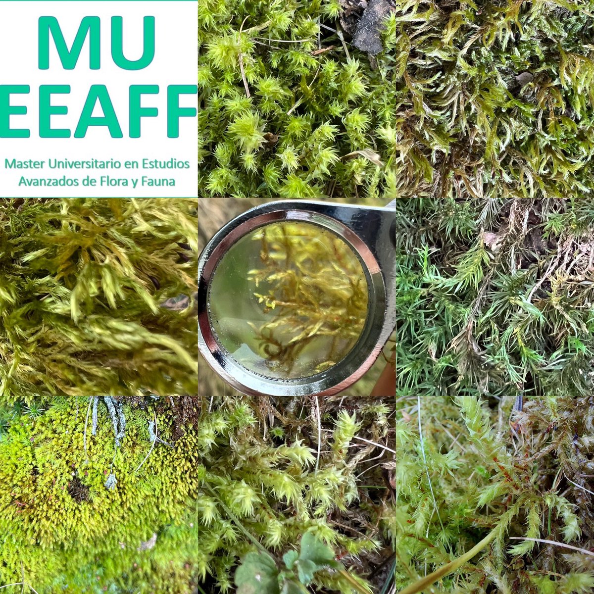 FloraFungaFauna's tweet photo. Estudiantes del Master EE.A. @FaunaFloray prospectando diversidad vegetal en R.B. @omanayluna sesiones de muestreo de #Hongos #liquenes #briofitos #PlantasVasculares para acabar con la preparación y conservación del material. Esta tarde seguimiento de Fauna - os informaremos https://t.co/on1huj6sbS