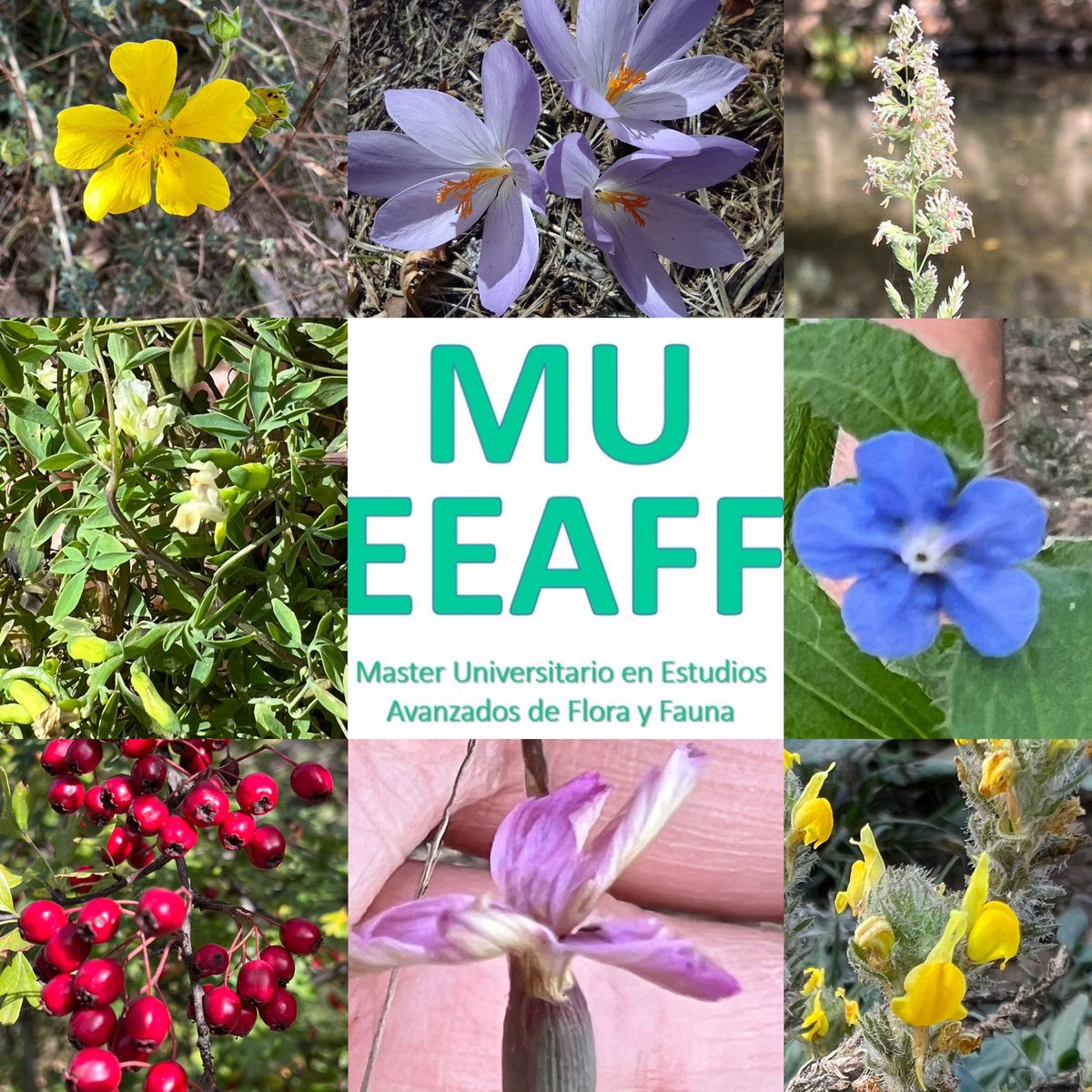 FloraFungaFauna's tweet photo. Estudiantes del Master EE.A. @FaunaFloray prospectando diversidad vegetal en R.B. @omanayluna sesiones de muestreo de #Hongos #liquenes #briofitos #PlantasVasculares para acabar con la preparación y conservación del material. Esta tarde seguimiento de Fauna - os informaremos https://t.co/on1huj6sbS