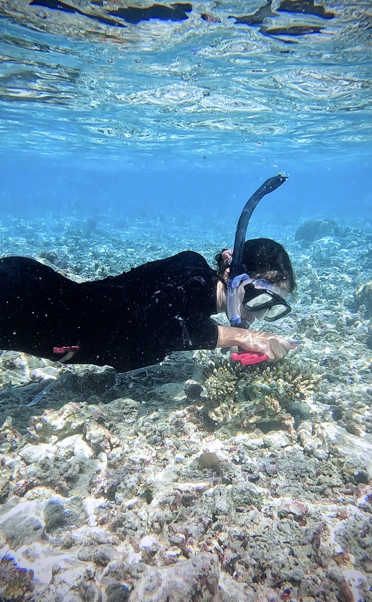 ale_woolrich's tweet photo. Getting ready for #coralspawning season in the Maldives, looking for gametes in wild coral colonies 🪸 @reefscapersmaldives 

#coralrestoration #coral #coralresearch #coralbiology https://t.co/GvfkFTJqEL