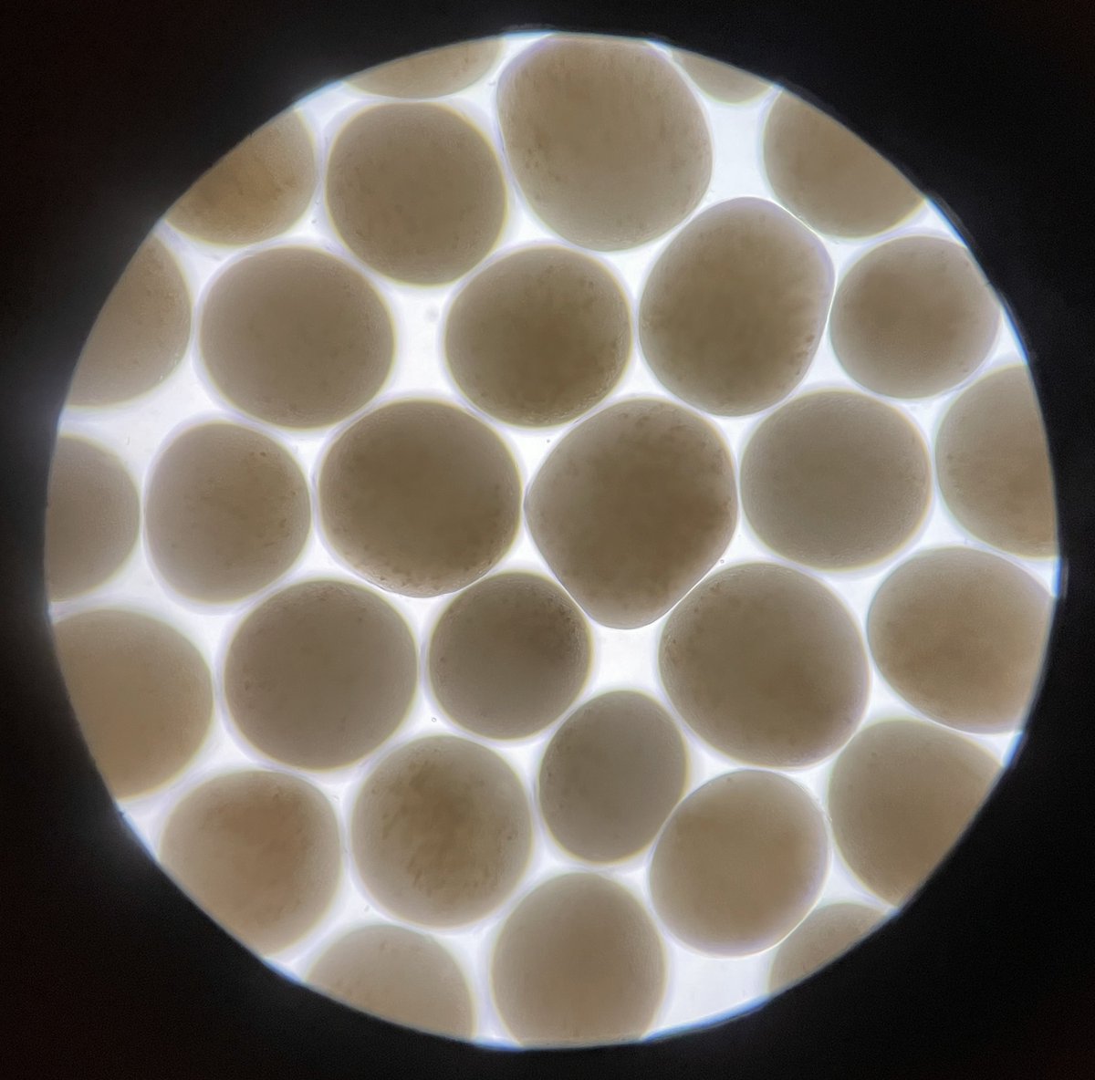 ale_woolrich's tweet photo. Getting ready for #coralspawning season in the Maldives, looking for gametes in wild coral colonies 🪸 @reefscapersmaldives 

#coralrestoration #coral #coralresearch #coralbiology https://t.co/GvfkFTJqEL