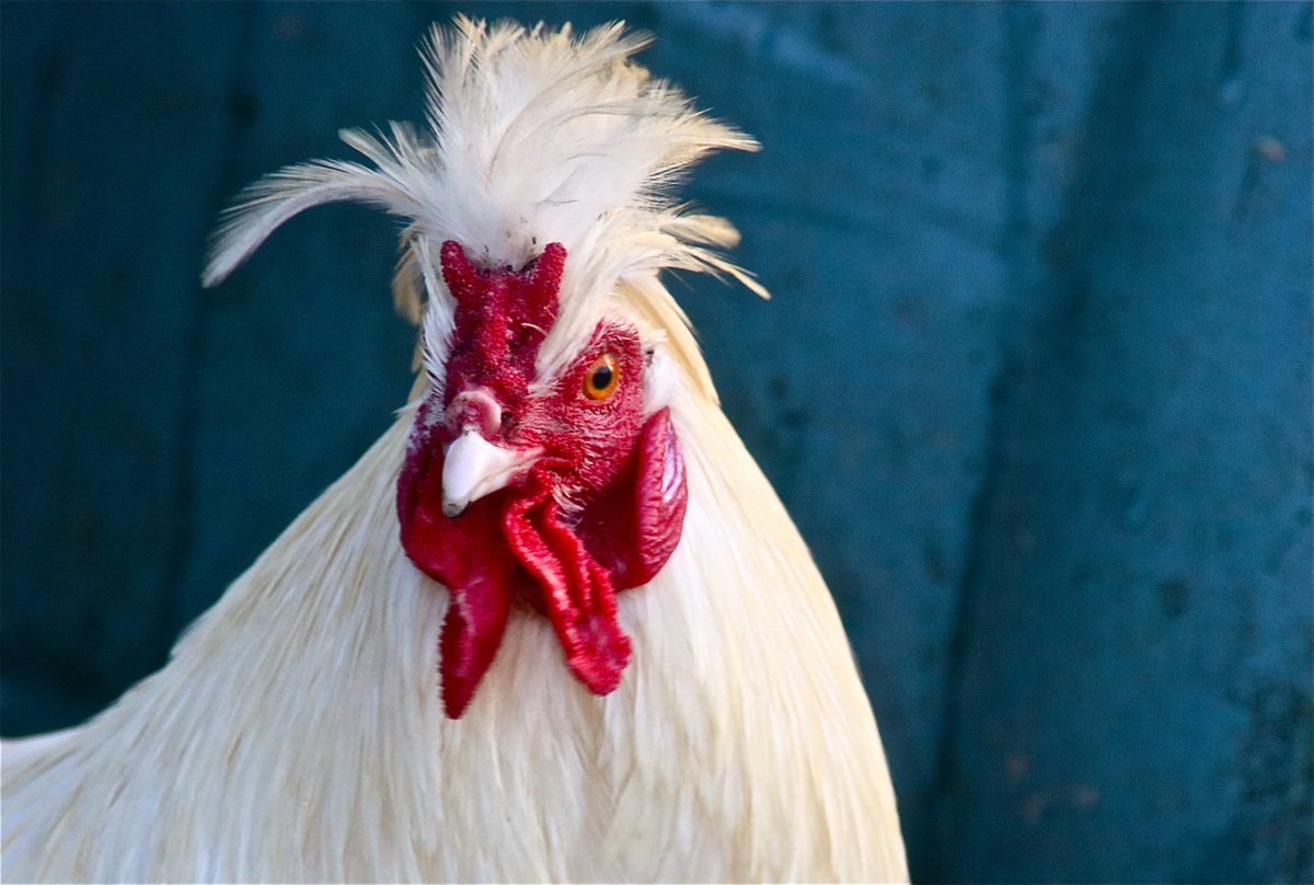 midlee01's tweet photo. Skunky Bobbleheid is one of the chickens hatched from the eggs I collected when feeding the chickens from hell. I may just keep him as he has a certain style about him. https://t.co/Lk9sSHIfnn