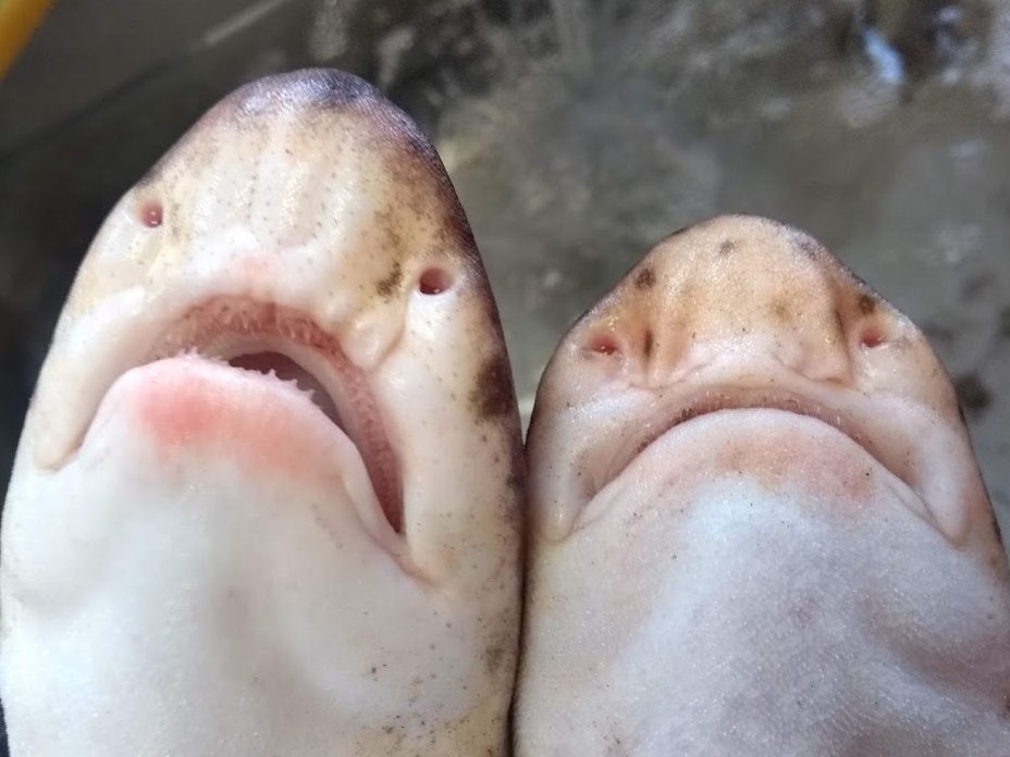 Alec Moore (@alecbmmoore) on Twitter photo How to tell 2 common UK sharks apart: smallspotted catshark (Left) - nasal flaps extend to mouth. Bullhuss (aka nursehound, Right) don't. Recorded 100s of both in Welsh pot fisheries <a href="/Fisheriesbangor/">Bangor University - Sustainable Fisheries Research</a> (Bullhuss also much, much angrier) How to tell 2 common UK sharks apart: smallspotted catshark (Left) - nasal flaps extend to mouth. Bullhuss (aka nursehound, Right) don't. Recorded 100s of both in Welsh pot fisheries <a href="/Fisheriesbangor/">Bangor University - Sustainable Fisheries Research</a> (Bullhuss also much, much angrier)
