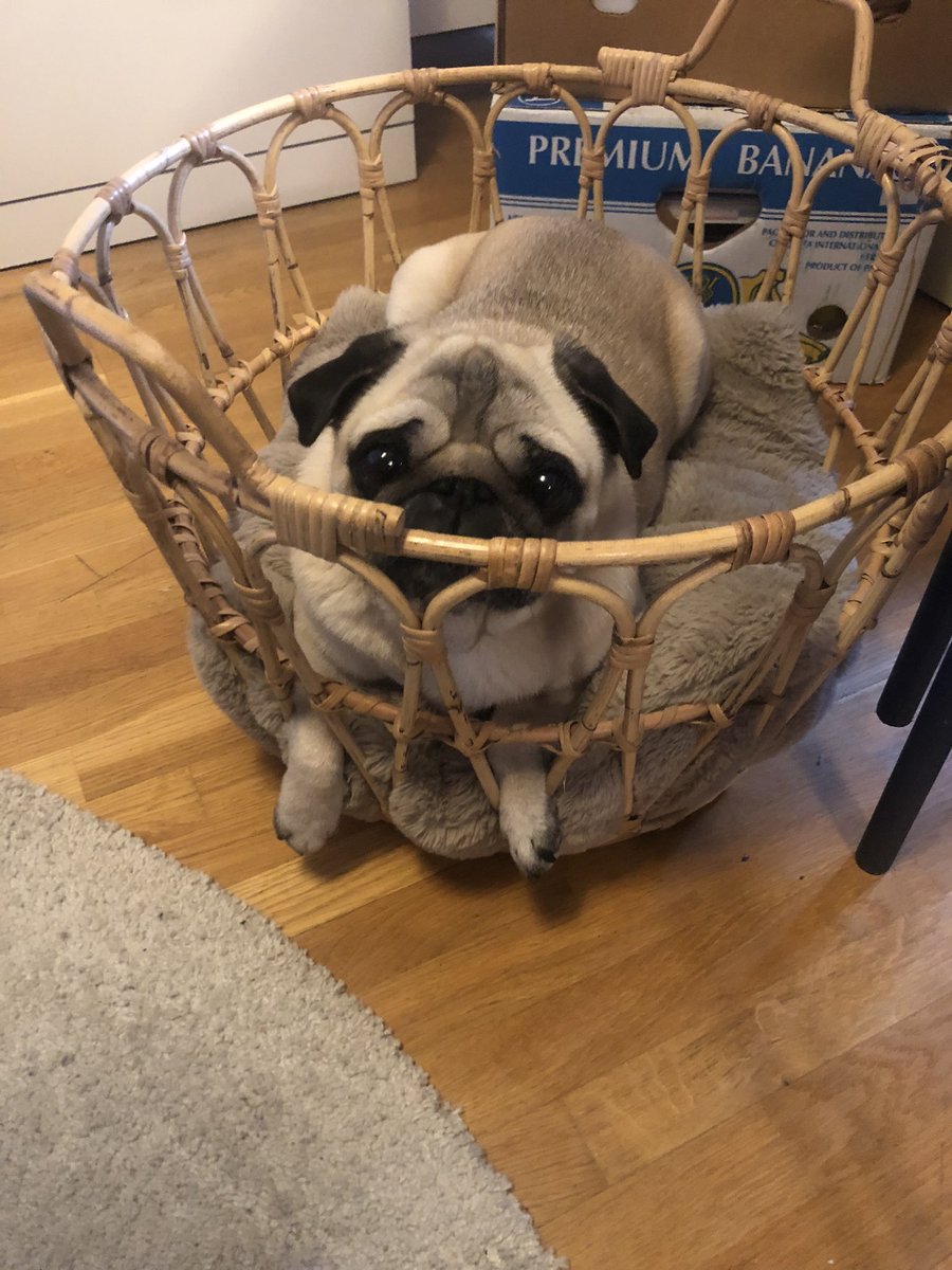 kickerCSGO's tweet photo. @quin69 @Blizzard_ANZ Pug prison https://t.co/VldF1rNkmp