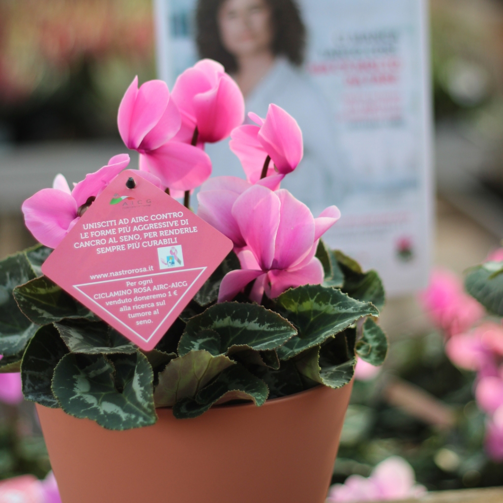 AICG torna a sostenere la campagna #NastroRosaAIRC con il ciclamino rosa. Per tutto il mese di ottobre, per ogni piantina venduta, i Centri di Giardinaggio aderenti doneranno un euro a favore della ricerca sul tumore al seno.

Scopri i garden aderenti ➡ bit.ly/3CyFPTb