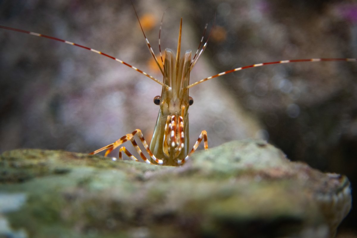 Your emoceanal support shrimp is here to tell you that you’re shrimply the best and that nothing is shrimpossible! Seas the day, frond!