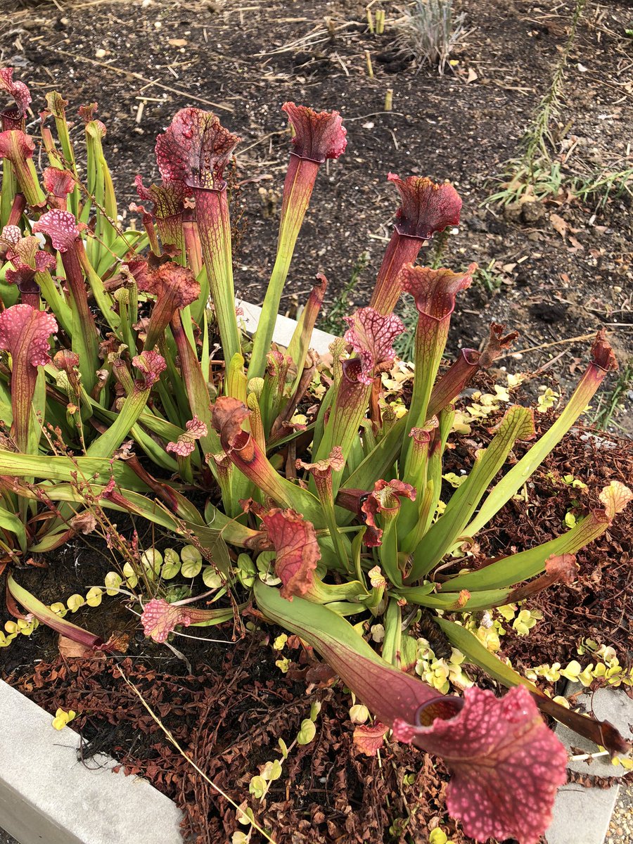 BOO!k HistoriAAAAH!👻🎃 on Twitter "Finally felt good enough to go