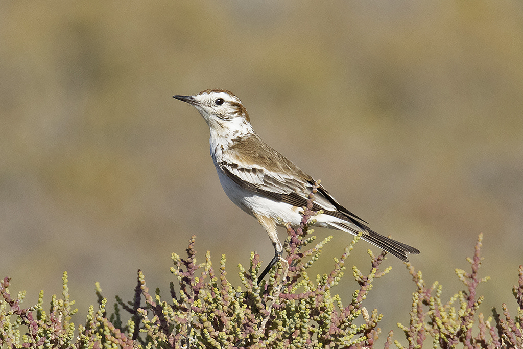 trogontours's tweet photo. 📅Hoy, en Argentina, es el Día de las Aves y queremos celebrarlo con las fotos de dos especies que solo se encuentran en nuestro país.

1️⃣) Monjita Salinera: se distribuye en áreas muy restringidas del centro y centro oeste de nuestro país

Sigue 👇

#diadelasaves #avesargentinas https://t.co/UpXQ292W6u