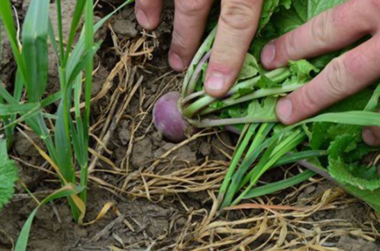 You can improve summer water infiltration with fall cover crops. bit.ly/3b8hPLX #soilhealth