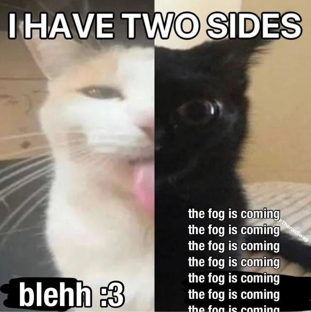 LiterallyMeCats (@literallymecats) on Twitter photo 