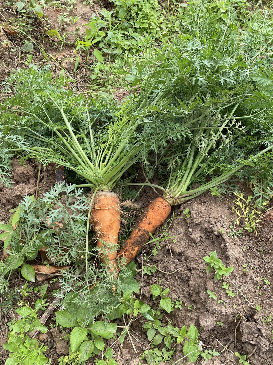 AFAWI's tweet photo. Our School Farm Project - how it started versus how it's going! https://t.co/jtiNDU6k5g