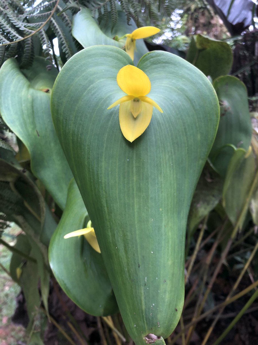 josefagarzita's tweet photo. Pleurothallis titán- Colombia 🇨🇴 https://t.co/8rfDtdRuy6