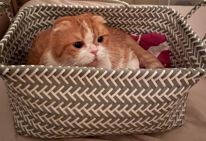 macaroni tweet media