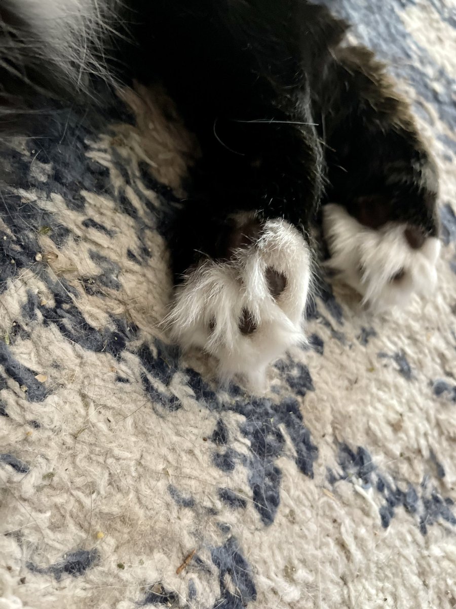 WinnieCat9's tweet photo. @Kittenhotel1 All our clowders’ paws are in for your recovery and for better health. We only have 8 rescues but your work inspires our Mom daily to help any &amp; all cats/animals. She says even though - she’s never chatted with you directly, she knows you’re a wonderful soul ❤️🐾 https://t.co/WSxD4Bux3y