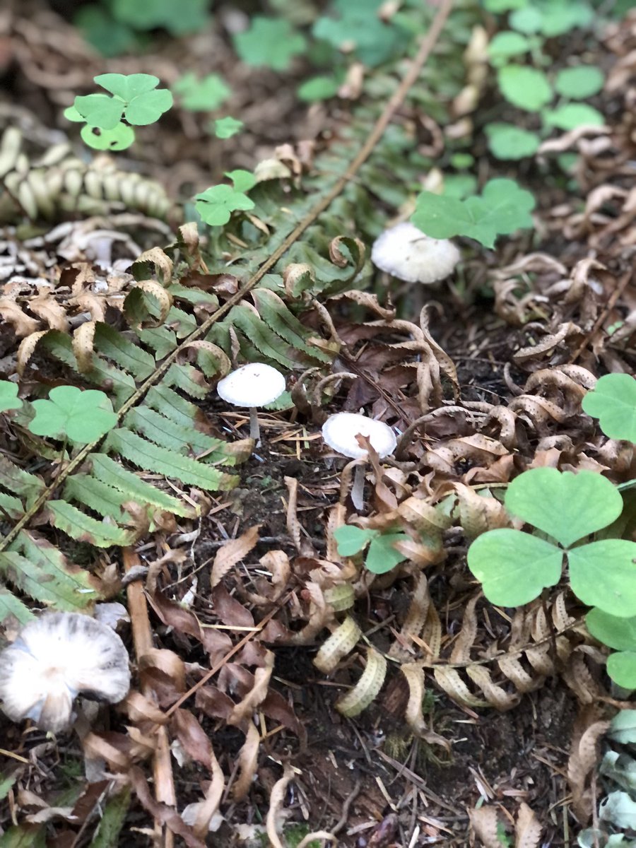 deannawilly's tweet photo. Very delayed Oregon mushrooms but look https://t.co/PfSHGS9YnJ
