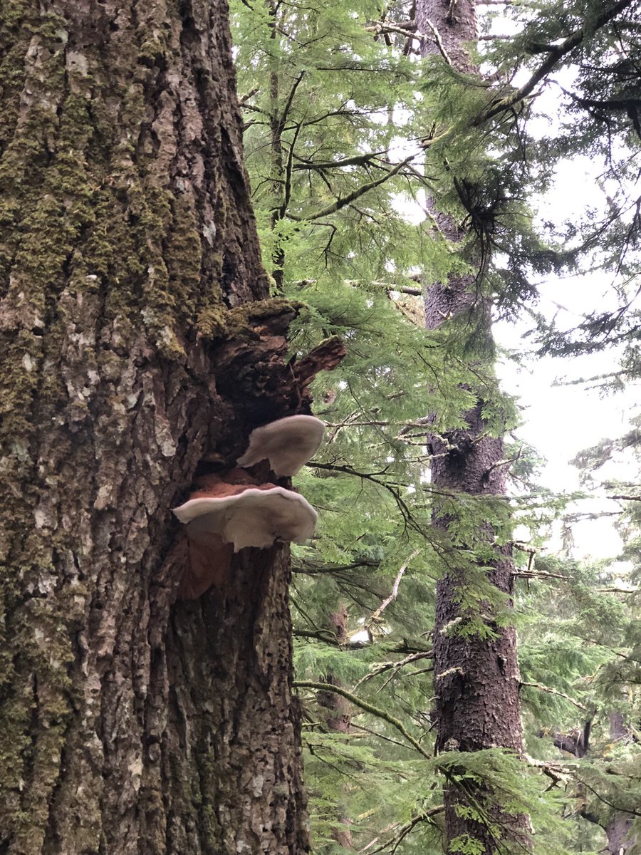 deannawilly's tweet photo. Very delayed Oregon mushrooms but look https://t.co/PfSHGS9YnJ